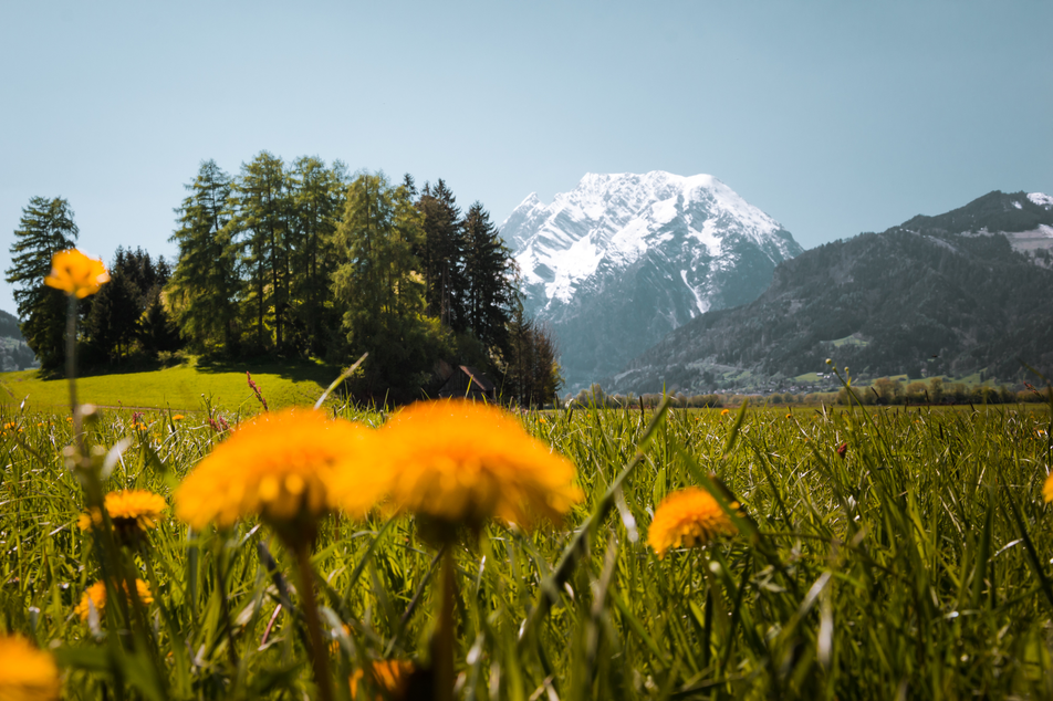 Löwenzahnwiese mit Blick auf Grimming | © Christoph Lukas