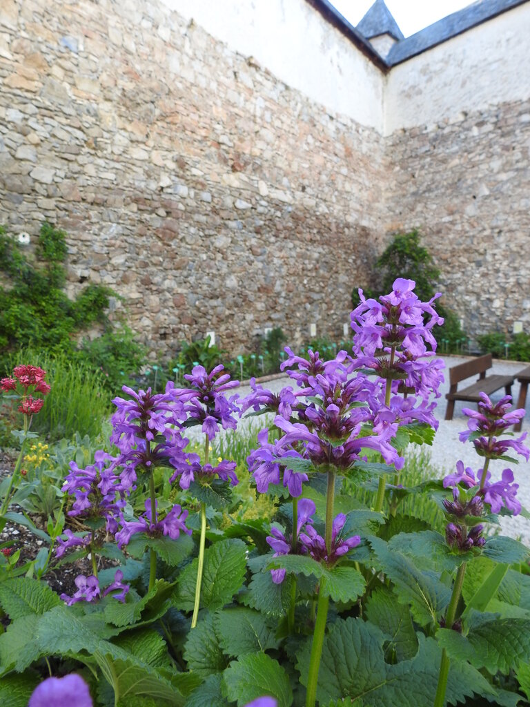 Castle Großsölk with Jesuitgarden - Impression #2.7 | © NP - Julia Aigner