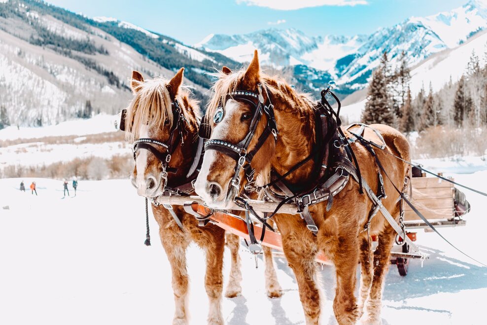 Horse sleigh riding in Schladmings winter landscape | © Goglhof