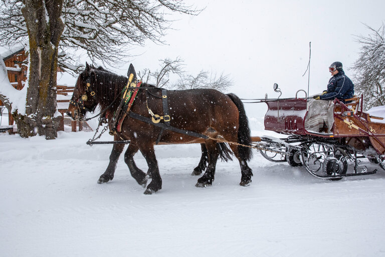 Horse Drawn Sleigh Rides Peterbauerhof - Impression #2.1 | © Peterbauerhof