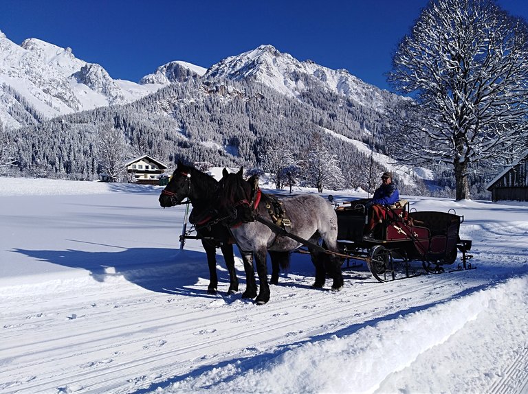 Horse Drawn Sleigh Rides Wagnerhof - Impression #2.3 | © Wagnerhof