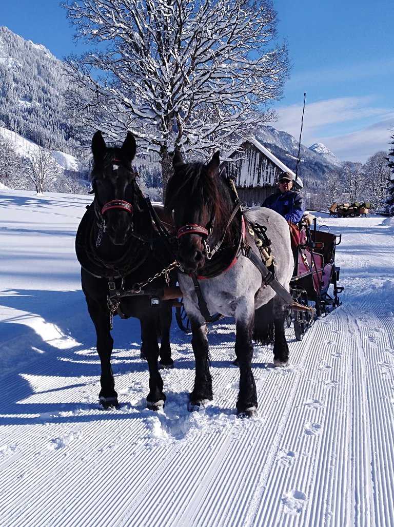 Pferdeschlittenfahrten Wagnerhof - Impression #2.2 | © Wagnerhof