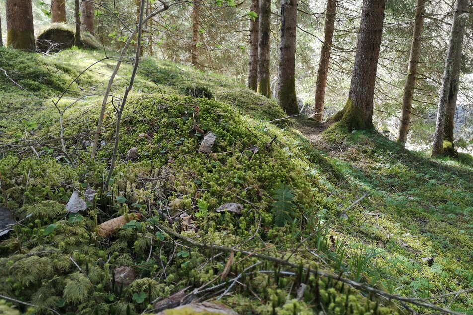 WILDES.WALD.LEBEN - Impression #1 | © Naturpark Sölktälker