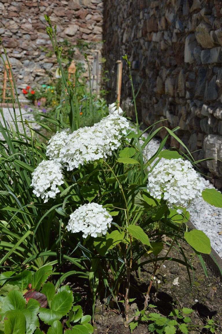 Gartenstammtische im Jesuitengarten - Impression #2.4