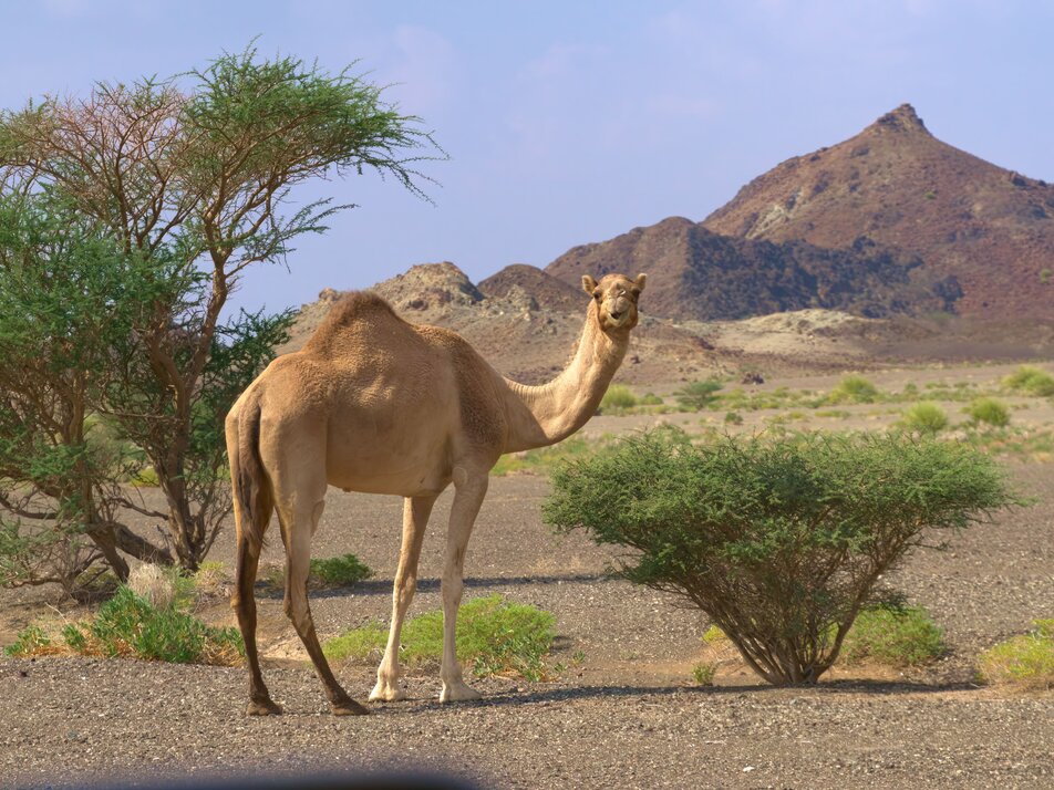 Faszination Oman - Abenteuer zwischen Wüste, Oasen und Gebirge - Impression #1 | © Martin Szilagyin