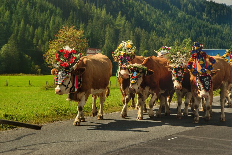 Almabtrieb in Ramsau am Dachstein | © Marlene Eggmayr