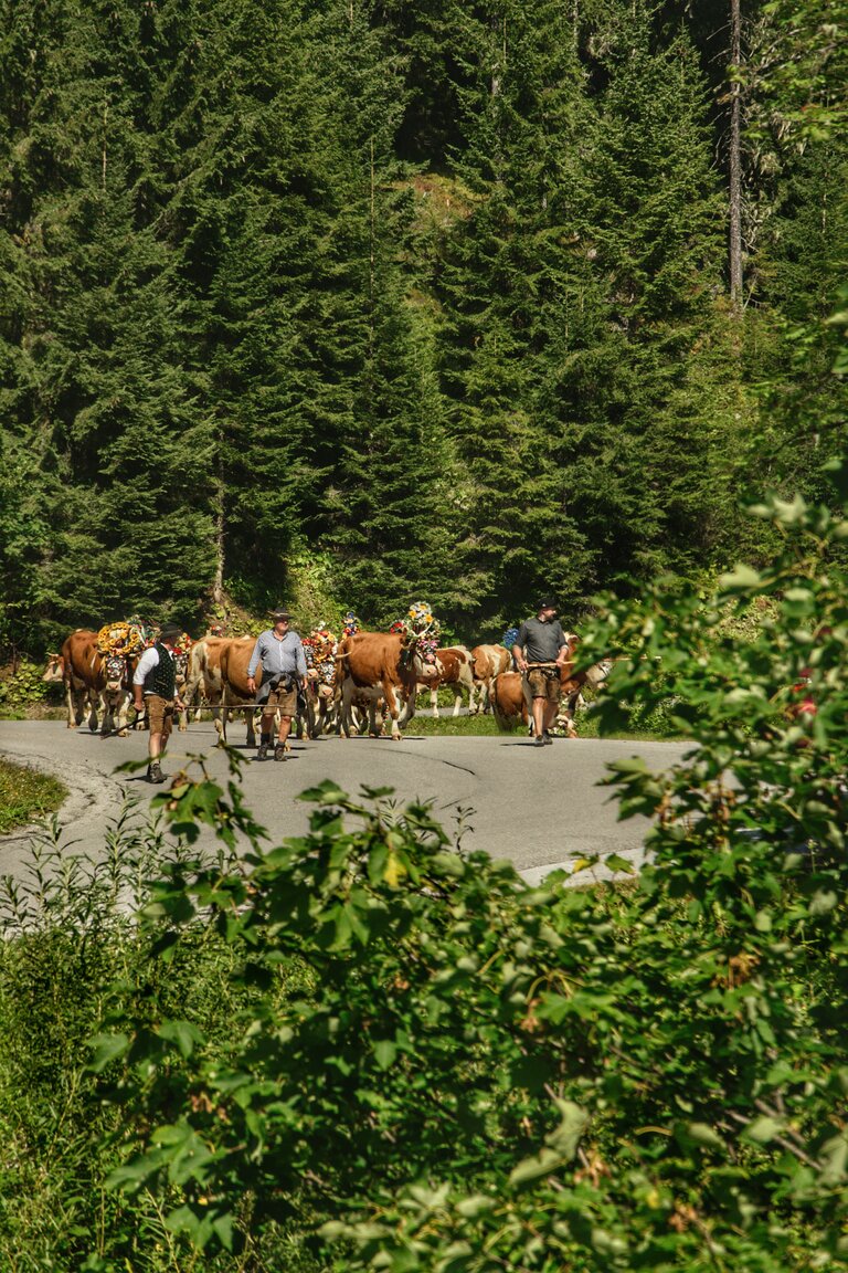 Almabtrieb in Ramsau am Dachstein | © Marlene Eggmayr