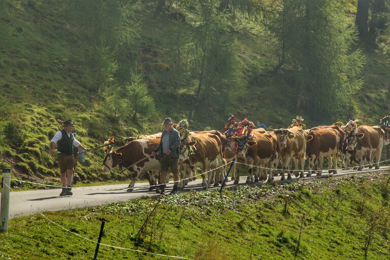 Almabtrieb in Ramsau am Dachstein | © Marlene Eggmayr