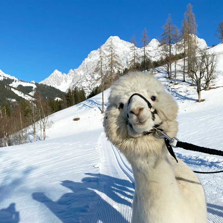 Dachstein Alpakas | © Dachstein Alpakas