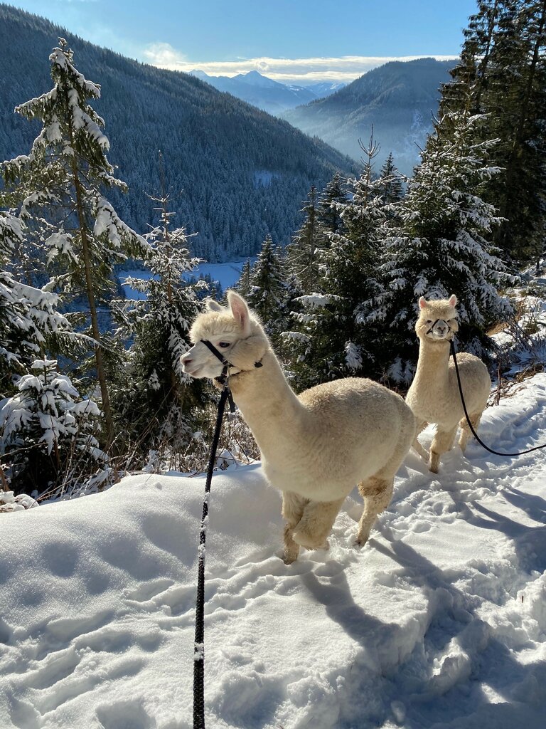 Dachstein Alpakas | © Dachstein Alpakas