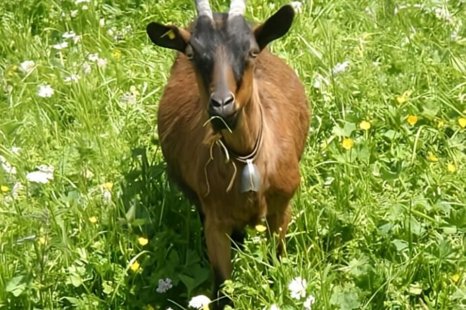 Goat hike 1.25 h   - Impression #1 | © Sandra Glaser