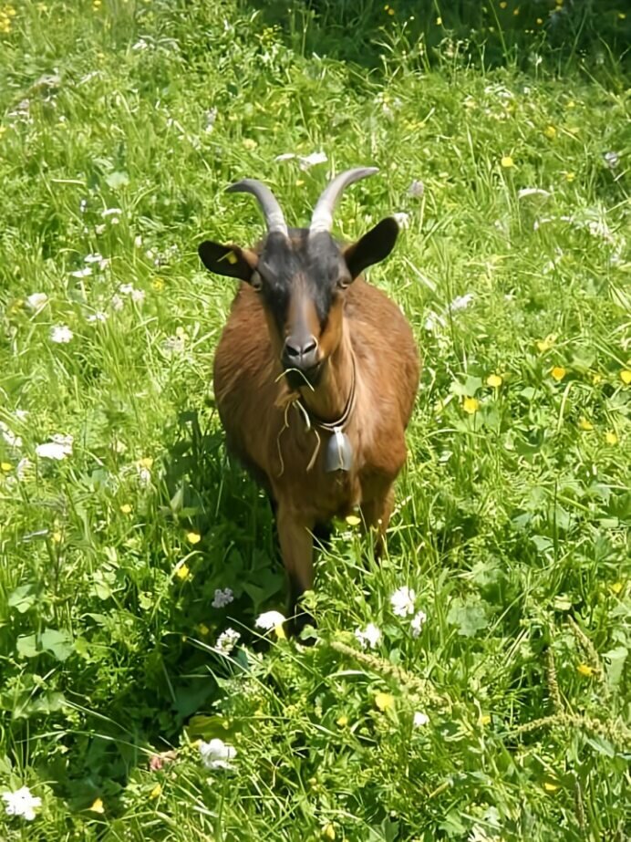 Tierisches Yoga - Impression #2.1 | © Sandra Glaser