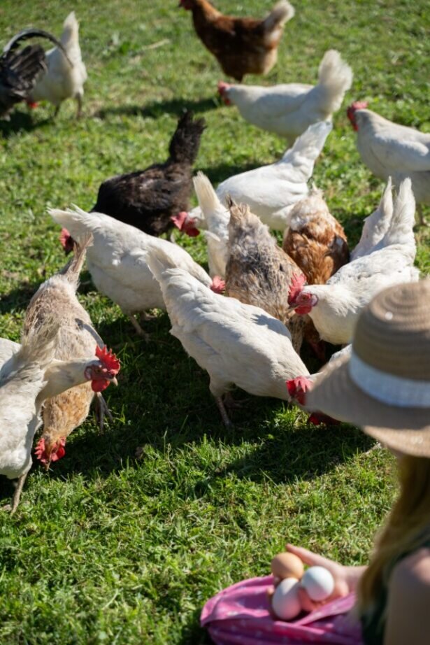 Farm experience for young and old - Impression #2.5 | © Sibel Zechmann