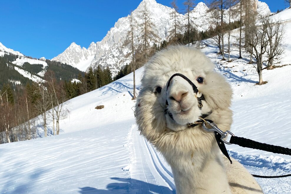 Dachstein Alpacas at Biobauernhof Grundlehner - Impression #1.2 | © Dachsteinalpakas