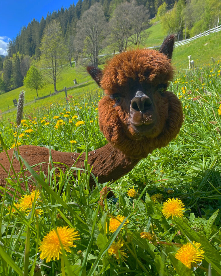 Dachstein Alpacas at Biobauernhof Grundlehner - Impression #2.4 | © Dachsteinalpakas